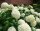 Hortensie Annabelle Hydrangea arborescens Waldhortensie 60-80 cm, im 5-Liter Container