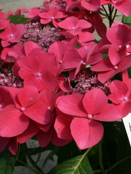 Hortensie Bauernhortensie - Hydrangea macrophylla Kardinal 