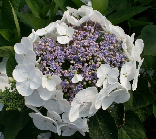 Hortensie Bauernhortensie - Hydrangea macrophylla Libelle