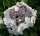 Hortensie Bauernhortensie Libelle - Hydrangea macrophylla 30-40 cm, im  5-Liter Container