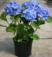 Hortensie - Hydrangea macrophylla Bela ®
