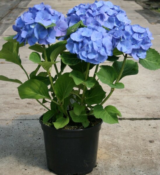 Hortensie Bauernhortensie Bela ® - Hydrangea macrophylla 30-40 cm, im Container