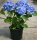 Hortensie Bauernhortensie Bela ® - Hydrangea macrophylla 30-40 cm, im Container