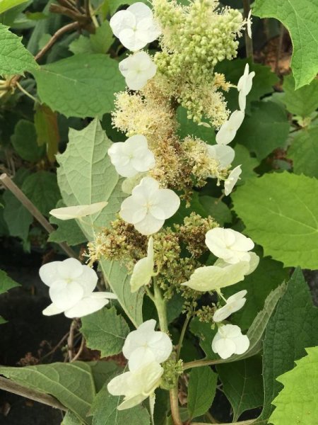 Eichenblättrige Hortensie - Hydrangea quercifolia Snowflake