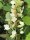 Eichenbl&auml;ttrige Hortensie - Hydrangea quercifolia Snowflake