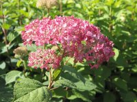 Hortensie - Waldhortensie - Hydrangea arborescens Pink Annabelle