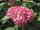 Hortensie - Waldhortensie - Hydrangea arborescens Pink Annabelle 