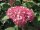 Hortensie - Waldhortensie - Hydrangea arborescens Pink Annabelle