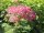 Hortensie - Waldhortensie - Hydrangea arborescens Pink Annabelle
