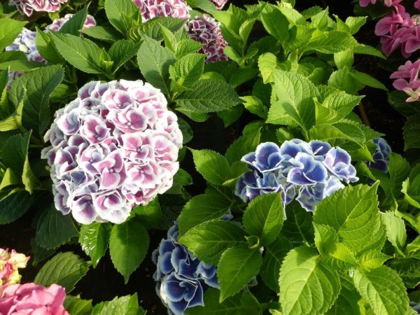 Hortensie Bauernhortensie - Hydrangea macrophylla  Tivoli 