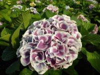 Hortensie Bauernhortensie - Hydrangea macrophylla  Tivoli 