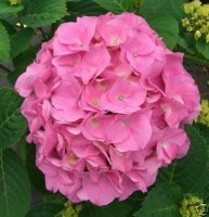Hortensie Bauernhortensie Rosita - Hydrangea macrophylla...