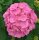 Hortensie Bauernhortensie Rosita - Hydrangea macrophylla 30-40 cm, im Container