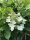 Hortensie Rispenhortensie - Hydrangea paniculata Kyushu