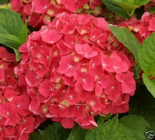 Hortensie Bauernhortensie - Hydrangea macrophylla Leuchtfeuer