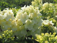 Hortensie Rispenhortensie - Hydrangea pan. Diamant...