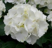 Hortensie - Hydrangea macrophylla Schneeball ®