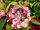 Hortensie  Dark Angel® - Hydrangea macrophylla