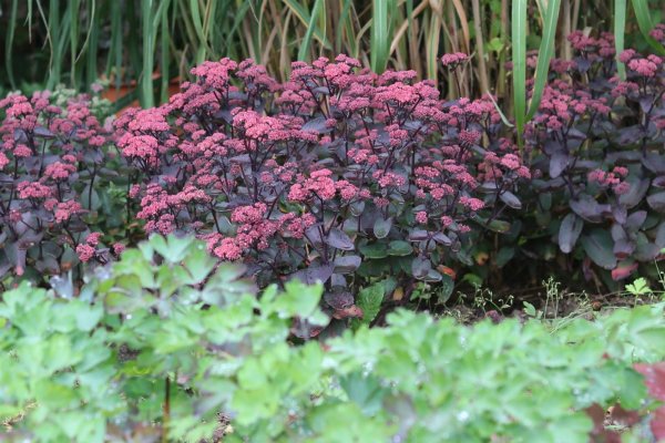 Fetthenne Xenox Sedum telephium Staude im 1-Liter Topf