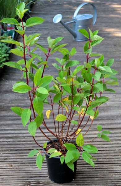 Rispenhortensie - Hortensie - Hydrangea pan. Pinky Winky ®