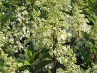 Rispenhortensie - Hortensie - Hydrangea pan. Pinky Winky ®