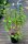 Rispenhortensie - Hortensie - Hydrangea pan. Pinky Winky ®