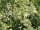 Rispenhortensie - Hortensie - Hydrangea pan. Pinky Winky ®