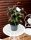 Hortensie Hot Chocolate® - Hydrangea aspera  Hot Chocolate®