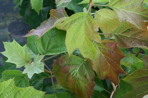 Eichenblättrige Hortensie -  Hydrangea quercifolia