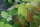 Eichenblatt-Hortensie - Hydrangea quercifolia 40-60 cm, im Container
