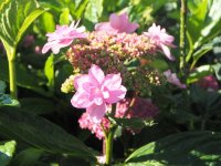 Hortensie - Bauernhortensie - Hydrangea macrophylla...