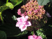 Hortensie - Bauernhortensie - Hydrangea macrophylla Izu-no-hana 