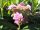 Hortensie - Bauernhortensie - Hydrangea macrophylla Izu-no-hana 