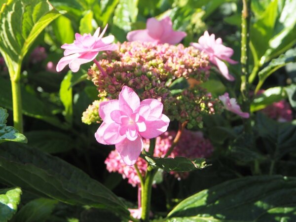 Hortensie Bauernhortensie Izu-no-hana  - Hydrangea macrophylla 30-40 cm, im Container