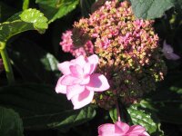 Hortensie Bauernhortensie Izu-no-hana  - Hydrangea macrophylla 30-40 cm, im Container