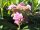 Hortensie Bauernhortensie Izu-no-hana  - Hydrangea macrophylla 30-40 cm, im Container