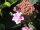 Hortensie Bauernhortensie Izu-no-hana  - Hydrangea macrophylla 30-40 cm, im Container
