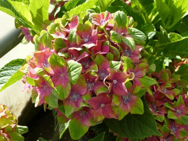 Hortensie - Hydrangea macrophylla  Schloss Wackerbarth®