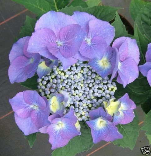 Hortensie - Bauernhortensie - Hydrangea macrophylla Blaumeise