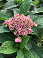 Hortensie - Tellerhortensie - Hydrangea serrata Koreana