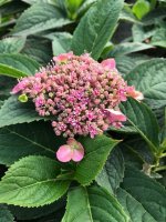 Hortensie - Tellerhortensie - Hydrangea serrata Koreana 