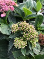 Hortensie - Tellerhortensie - Hydrangea serrata Koreana