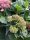 Hortensie - Tellerhortensie - Hydrangea serrata Koreana