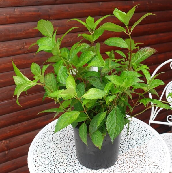 Hortensie Koreana - Berghortensie -  Hydrangea serrata Koreana  30-40 cm, Strauch im 5-Liter Container