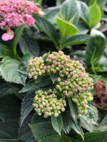 Hortensie Koreana - Berghortensie -  Hydrangea serrata Koreana  30-40 cm, Strauch im 5-Liter Container