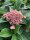 Hortensie Koreana - Berghortensie -  Hydrangea serrata Koreana  30-40 cm, Strauch im 5-Liter Container