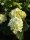 Hortensie Bauernhortensie  Caipirinha® - Hydrangea macrophylla