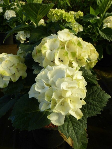 Hortensie - Hydrangea macrophylla Caipirinha® 30-40 cm, im Container