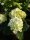 Hortensie - Hydrangea macrophylla Caipirinha® 30-40 cm, im Container