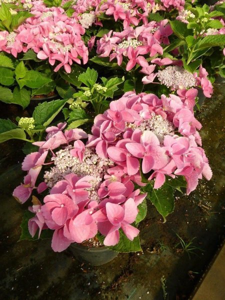 Hortensie - Bauernhortensie - Hydrangea macrophylla Nizza